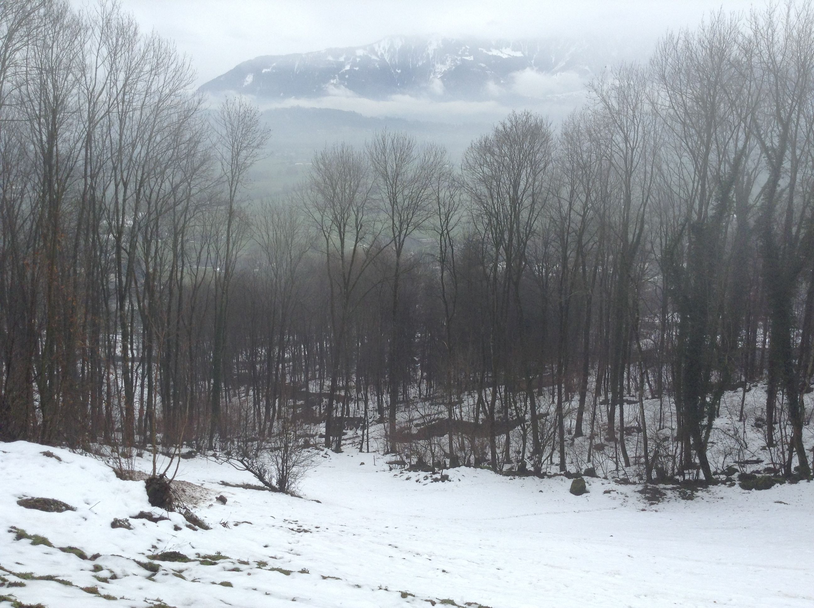 Bare December woods between Frumsen and Sax of St. Gallen canton looking east (Photo P. Hunt 2012)