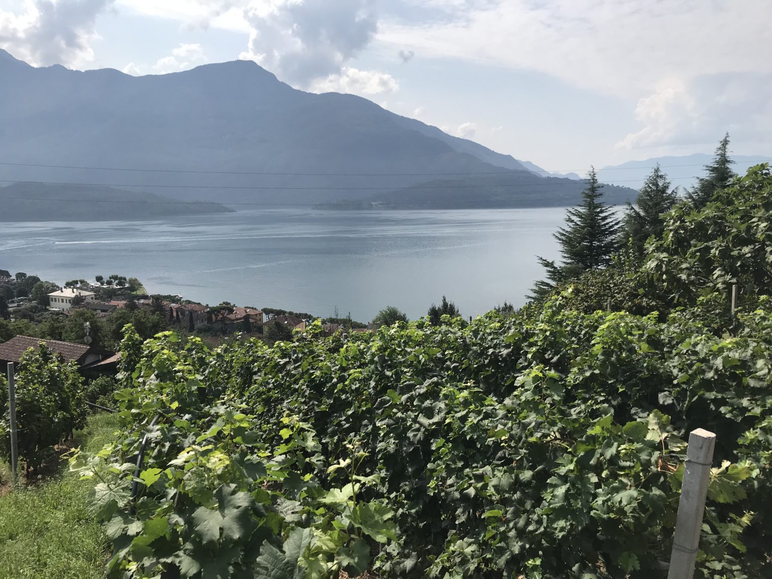 Lake Como Sorsasso Domasino Wines in Domaso Electrum Magazine